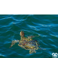 گونه لاکپشت سبز Green Sea Turtle